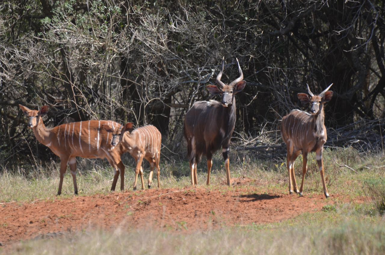 Bushbaby Lodge & Camping Hluhluwe Esterno foto