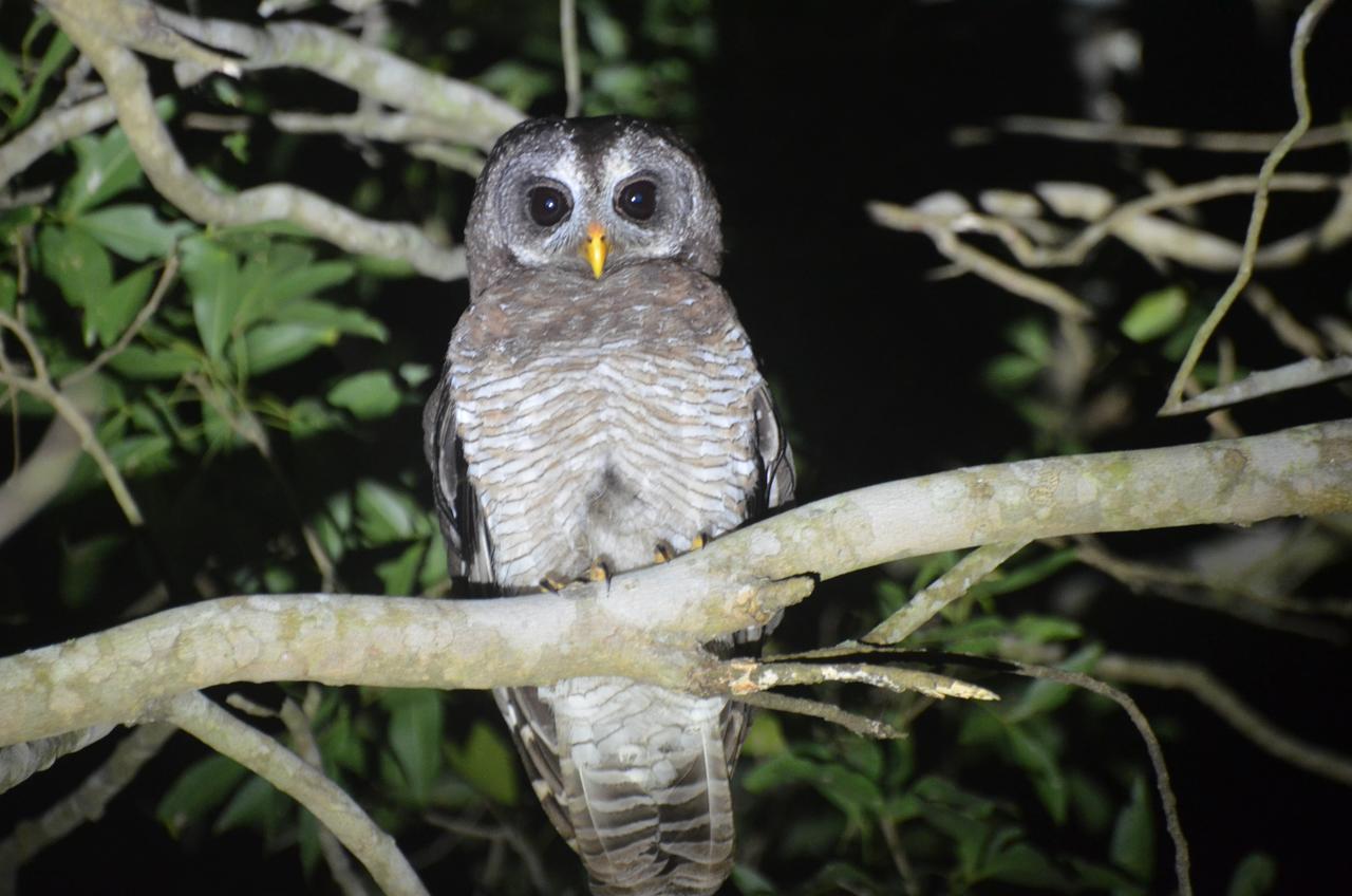 Bushbaby Lodge & Camping Hluhluwe Esterno foto