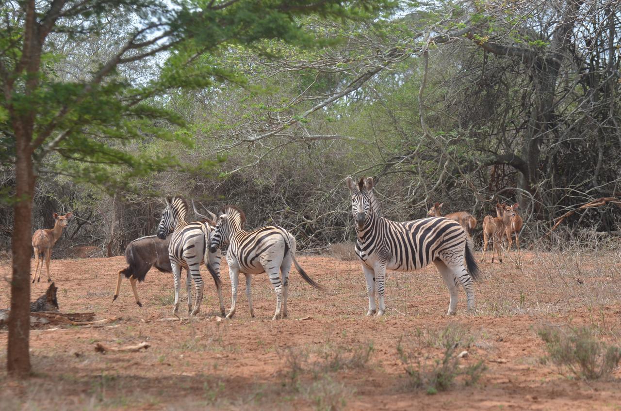 Bushbaby Lodge & Camping Hluhluwe Esterno foto