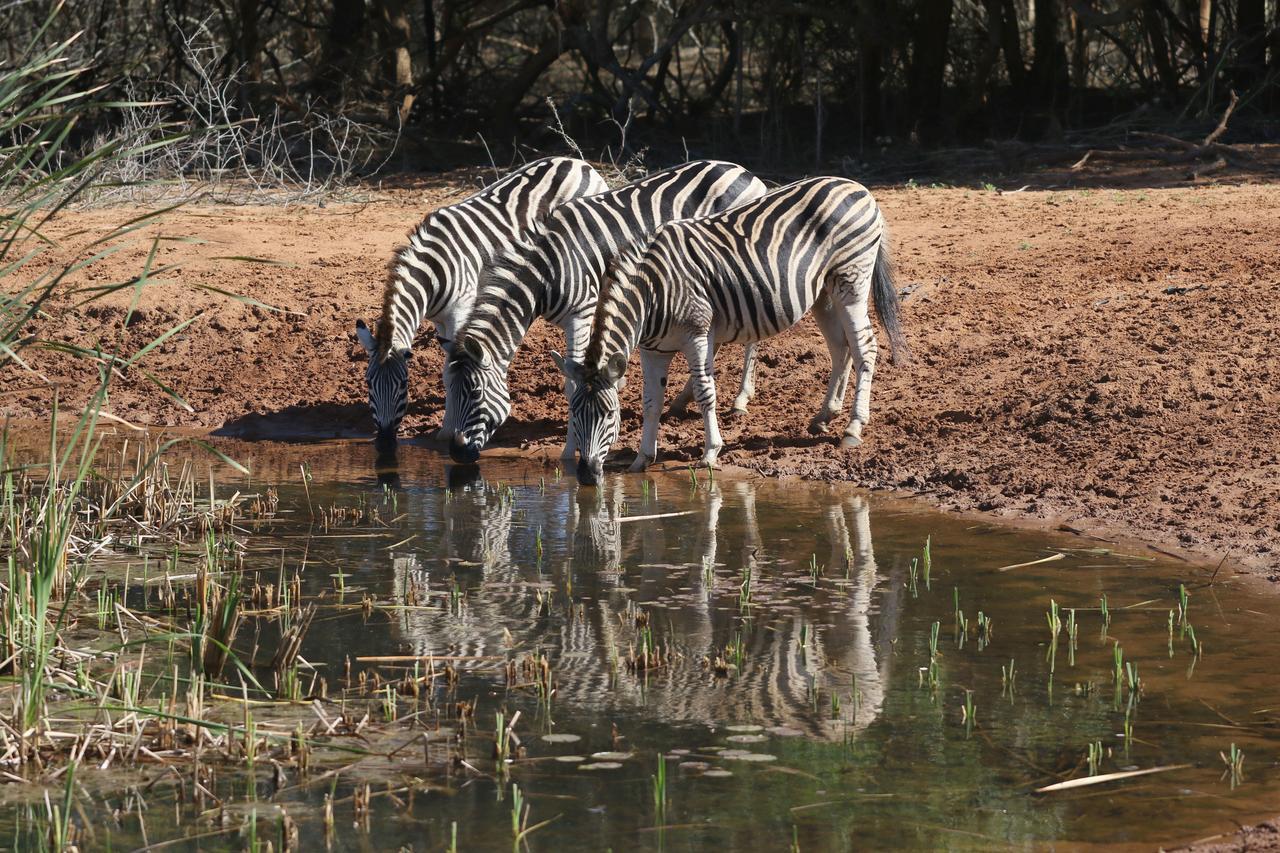Bushbaby Lodge & Camping Hluhluwe Esterno foto